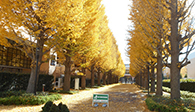 昭和の森 銀杏並木
